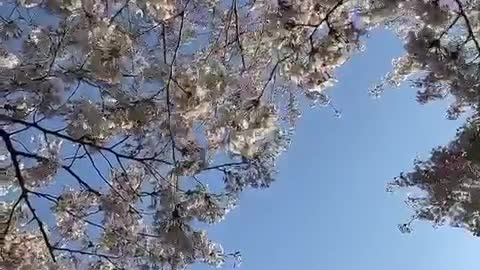 Korea Cherry Blossom Blue Sky
