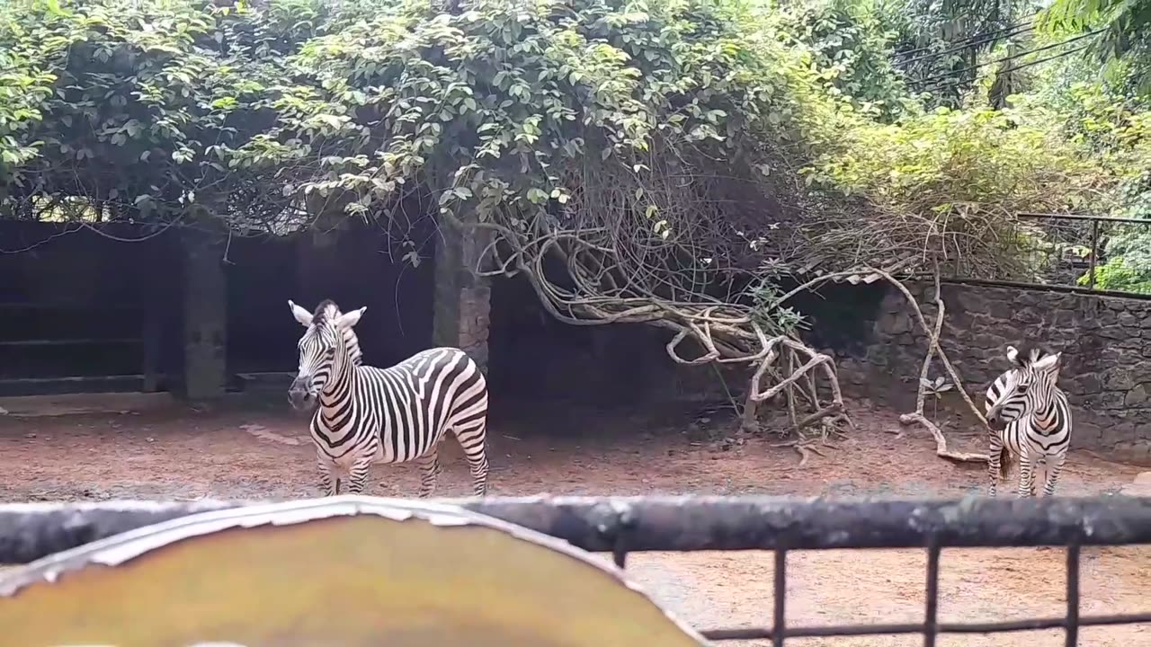 The zebra