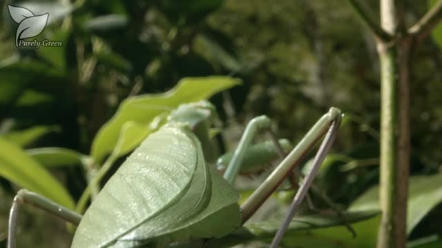 Purely Green BioPesticide Commercial Spot