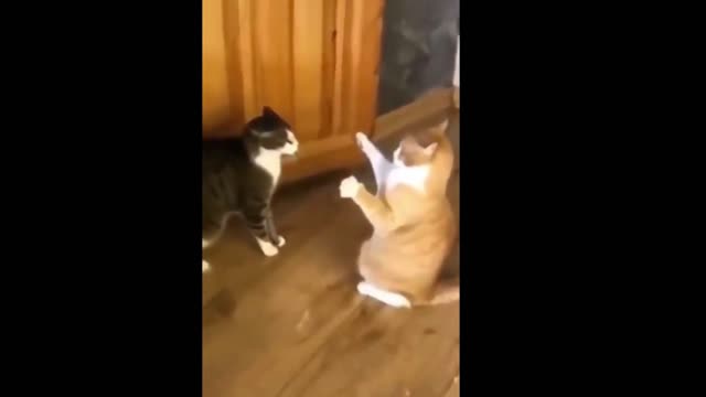 the funniest animal videos