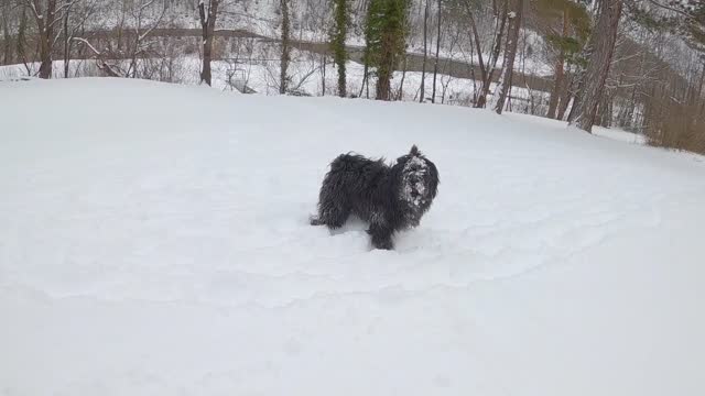 dog snow purebred dog nature