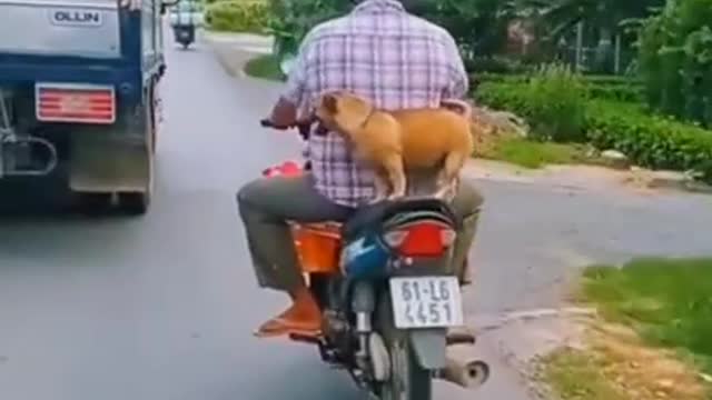 Funny Dog Video