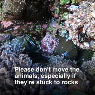 Interesting mini documentary about "living rocks". Enjoy!