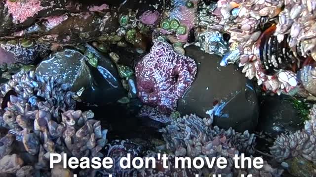 Interesting mini documentary about "living rocks". Enjoy!