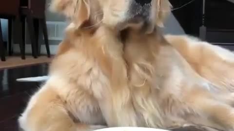 funniest dog 🐼 Watch more animals