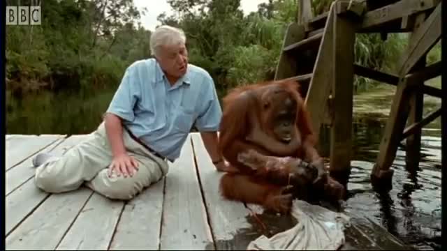 Attenborough: Amazing DIY Orangutans | BBC Earth