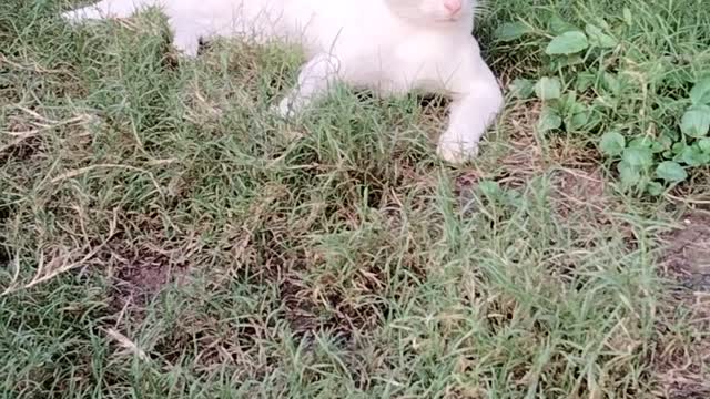 Cat Relaxing Video Short By Kingdom Of Awais