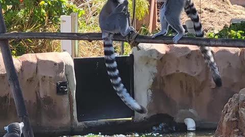 Exploring the Honolulu Zoo | A Guide for Seniors and Families with UGo Mobility