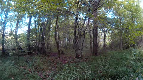 Calming sit in a peaceful glen in the woods