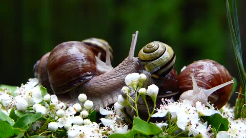 The slowest animal in the world