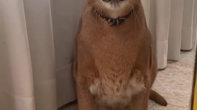Angry floppy ears #india #indan #viral #video