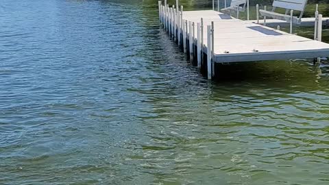 A little dock fishing