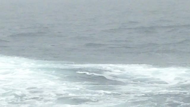 Humpback Whale Back Flip Caught On Camera