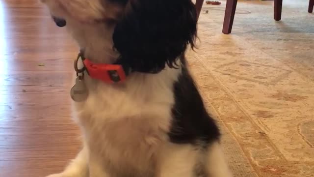 Cavalier Puppy Hears Piano for the First Time