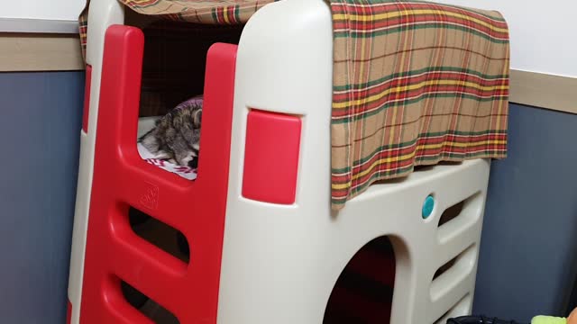 Raccoon sleeps in baby sleeping pajamas.