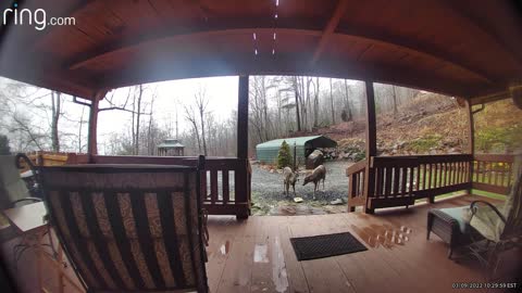 Breakfast at the Treehouse NC High country God’s country 🦌🍎🥕🥜. ❤️ ✝️ 🇺🇸 #MAGA