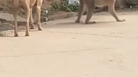 Funny monkey and dog