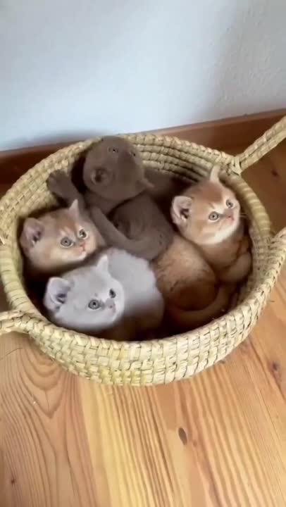 cute cats shorts 🥰#shorts #cat #cutecat