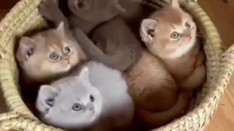 cute cats shorts 🥰#shorts #cat #cutecat