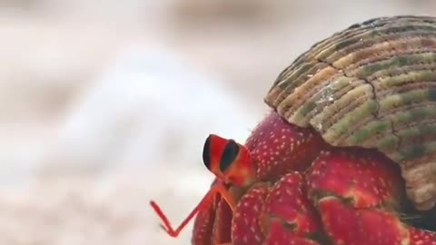 The Ever wandering strawberry hermit crab, waiting for your arrival