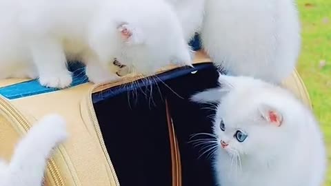 Cute cat funny video