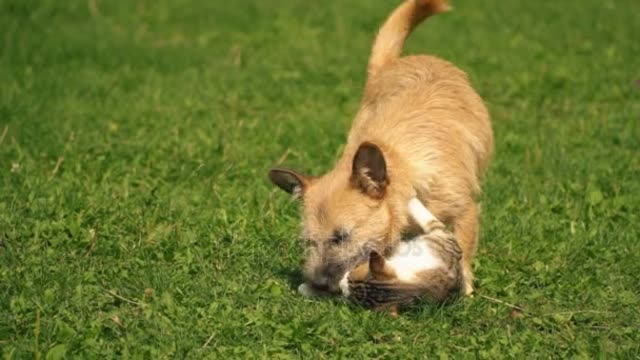 Have fun playing times with the cat with the dog