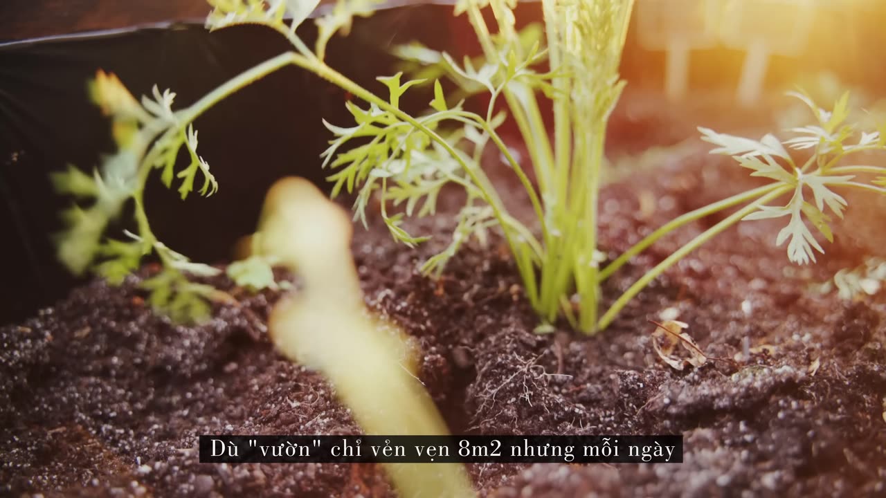 #11 Growing a Small Vegetable Garden on my Balcony (8sqm)