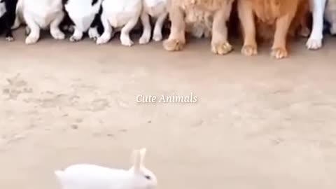 Funny dogs and cat