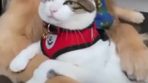Cat and Dog Girl Boyfriend 😂🤣🤣😂 #Funniest #moments