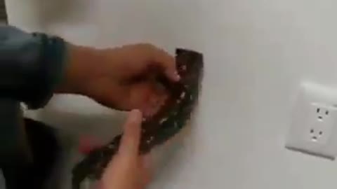 PYTHON PET USED TO CHASE RATS