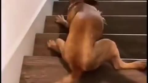 Funny dog slipping on stairs