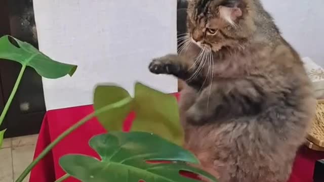 Funny Cat Boxing Leaf