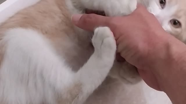 Naughty Cat