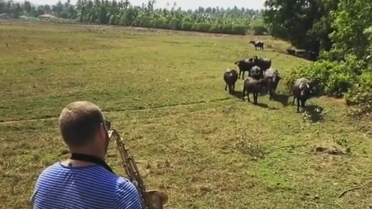 Funny cow calling video