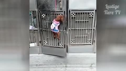 Super cutie funny cats and dogs