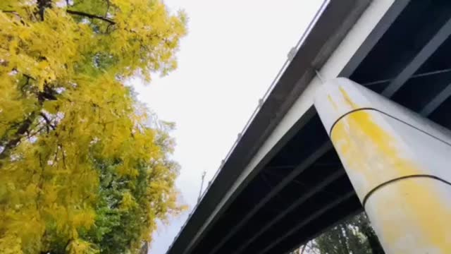 Fall trees in Grants Pass, Oregon