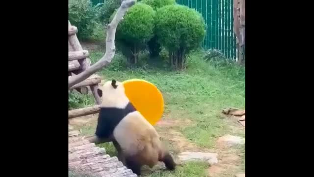 Cute funny pandas