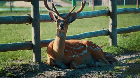 Deer funny stuck out his tongue from the heat