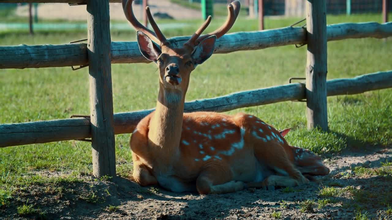 Deer funny stuck out his tongue from the heat