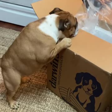 Bulldogs get very excited for food delivery