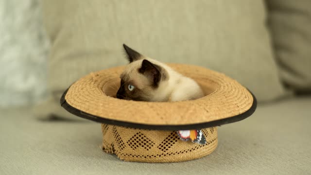 Siamese feline inside a cap 2021