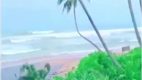 Funny video of guy who fell down from palm tree