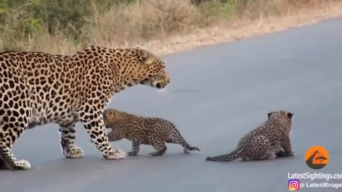 Leopard crossing the road with his cub but the little cub forget the path