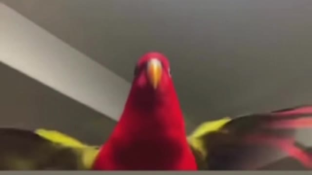 Parrot meme