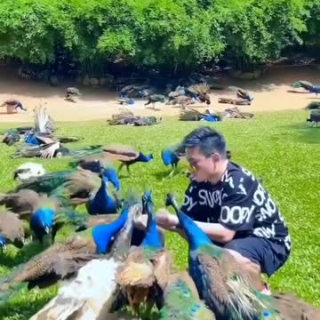Surrounded by peacocks coming to feed 🦚