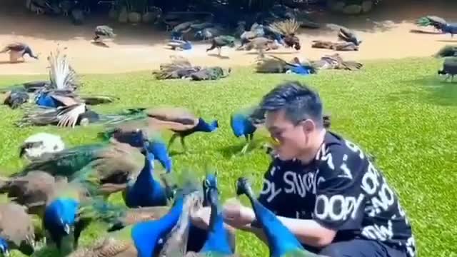 Surrounded by peacocks coming to feed 🦚