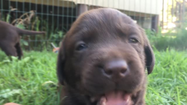 Happy Puppy Labrador after chewing my finger