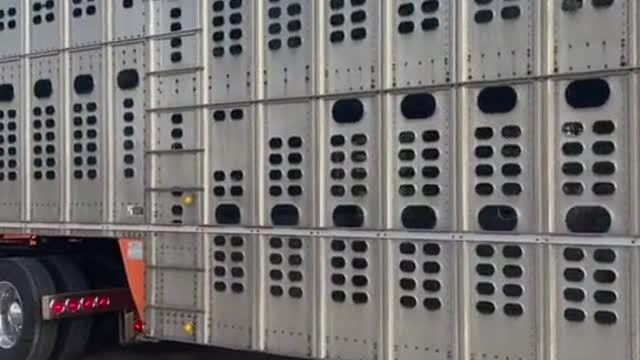 Niu Niu courier cattle express