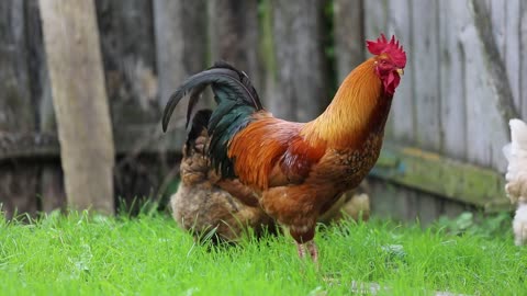 rooster living the love with hens