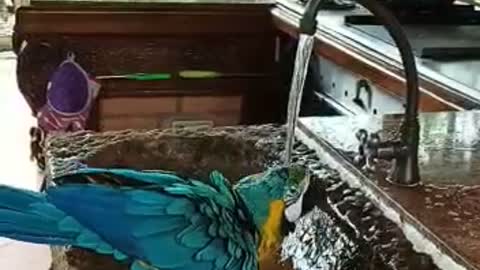 This clever bird likes to take a bath.